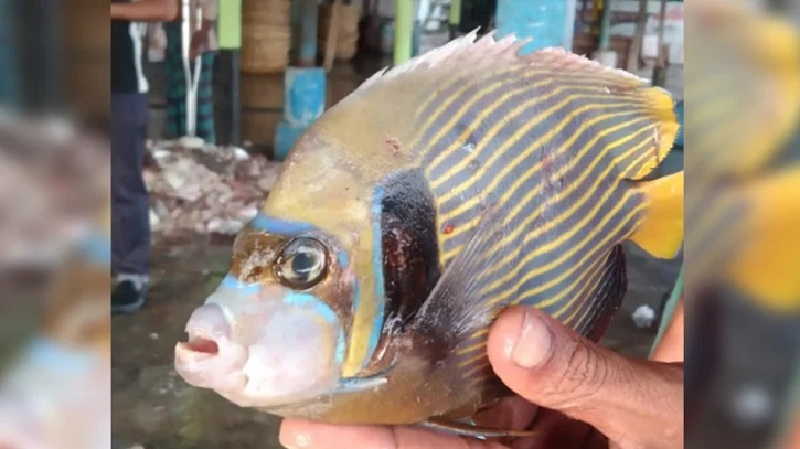 Rare Emperor Angelfish Caught Off Kuakata Coast