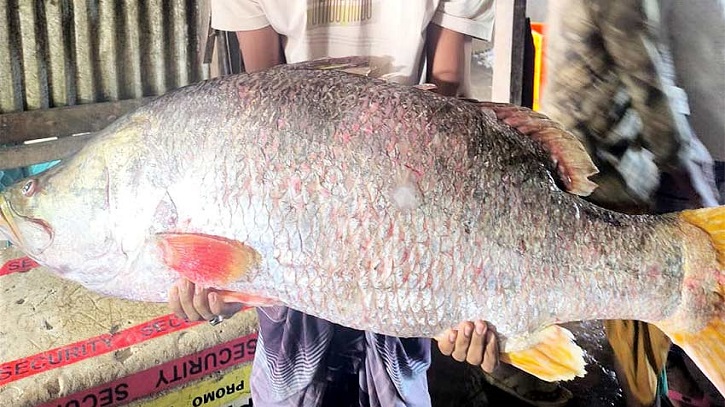 28kg coral fish nets Tk 42,000 in Noakhali auction 28kg coral fish nets Tk 42,000 in Noakhali auction
