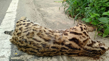 Wildlife Deaths Rise on Lauachhara National Park Road