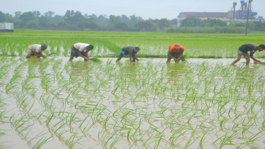 Bogura Farmers Hopeful for Bumper Aman Rice Harvest