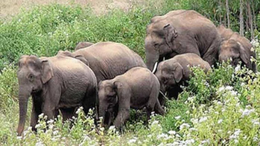 Human-Elephant Conflict Worsens in Sherpur Border