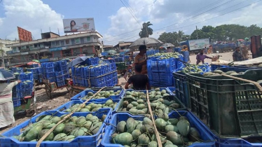 Rajshahi, Naogaon Mango Exports Set for Major Growth