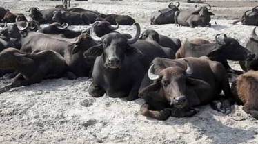 Lightning Kills 11 Buffaloes in Kushtia’s Daulatpur
