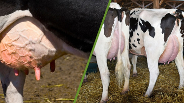 Ten Key Strategies to Prevent Mastitis in Dairy Cows