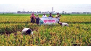 Rupsa Farmers Boost Profits with Four Crops a Year
