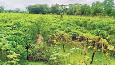 Sorjan Farming Boosts Yields in Bhola’s Wetlands