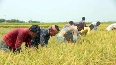 Banks Miss Target for FY25 Agricultural Loans