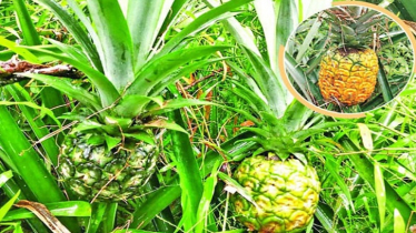 MD-2 Pineapples Show Promise in Bangladesh