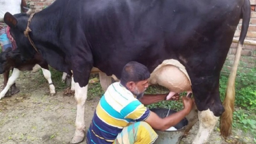 Milk Boom Transforms Lives in Rural Mymensingh