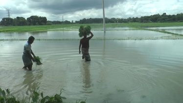 Faridpur Farmers Hit Hard by Rain-Induced Flooding