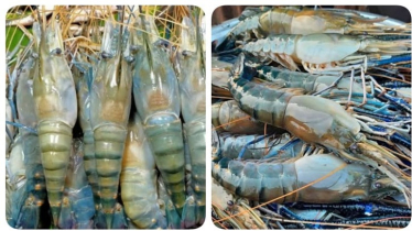 Golda Prawn Earns Bagherhat BDT 9,971 Crore in a Year