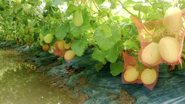 Rangabali Farmers Find Hope in Desert Fruit Sammam