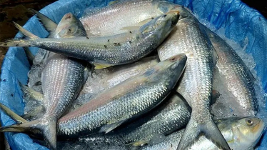 Sea Hilsa Surge Brings Down Prices in Barishal