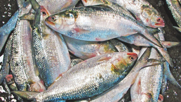Hilsa Supply Rises in Chandpur, Prices Stay High