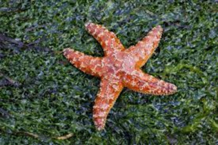Bacteria Behind Starfish Die-Off Identified After Decade