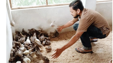 From Hobby to Livelihood: Dinajpur Man’s Quail Venture