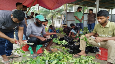 Over 150,000 Lemon Saplings to Be Distributed