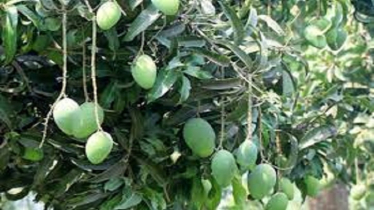 Hormone Use Rises Amid Falling Mango Yields in Naogaon