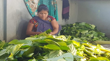 Moulvibazar’s Betel Leaf Farmers Facing Decline