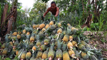 Pineapple Harvest Booms in Bandarban Hill Slopes