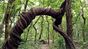 Rare Palashi Vine Draws Visitors to Dinajpur’s Sal Forest