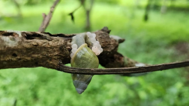 Rare Tree Snail’s Reproduction Behavior Discovered