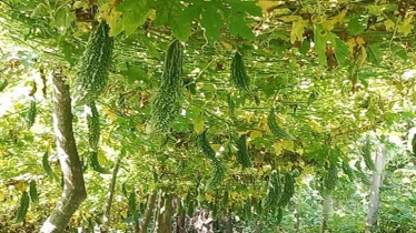Bumper Vegetable Yield Brings Prosperity to Patuakhali