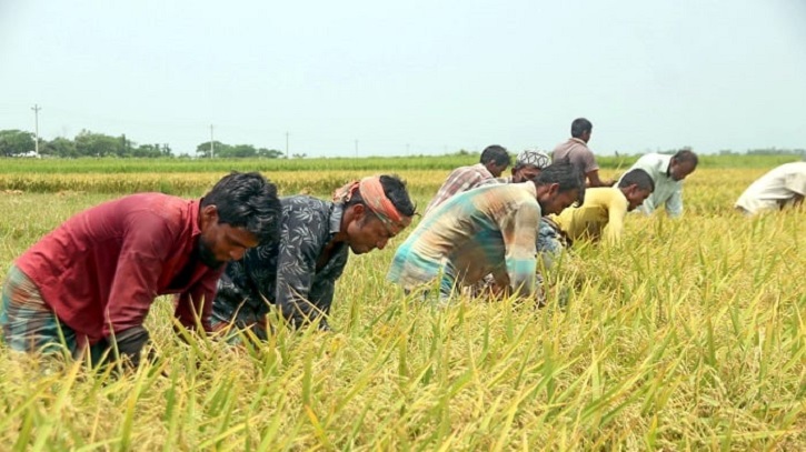 Banks Miss Target for FY25 Agricultural Loans Banks Miss Target for FY25 Agricultural Loans