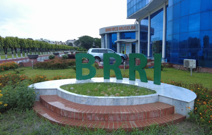 BRRI Develops Six New Climate-Resilient Rice Varieties BRRI Develops Six New Climate-Resilient Rice Varieties
