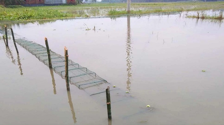 Native Fish at Risk from Illegal China Dhuwari Nets