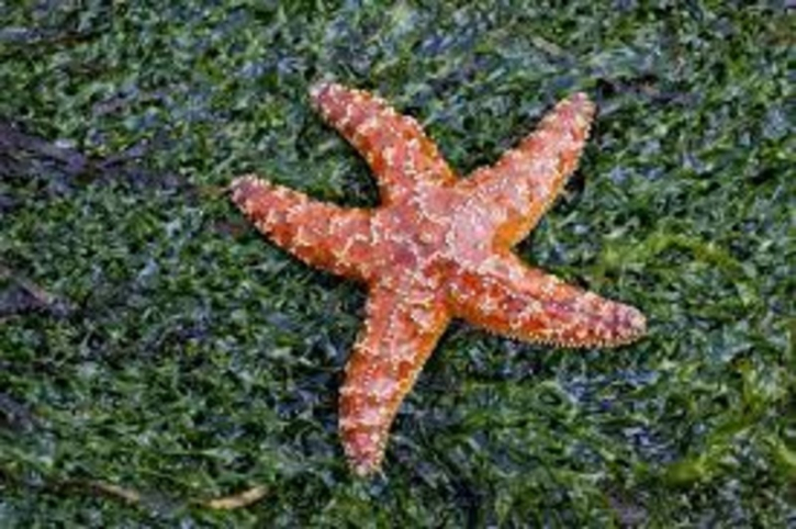Bacteria Behind Starfish Die-Off Identified After Decade Bacteria Behind Starfish Die-Off Identified After Decade