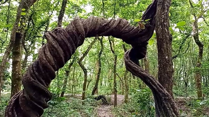 Rare Palashi Vine Draws Visitors to Dinajpur’s Sal Forest Rare Palashi Vine Draws Visitors to Dinajpur’s Sal Forest