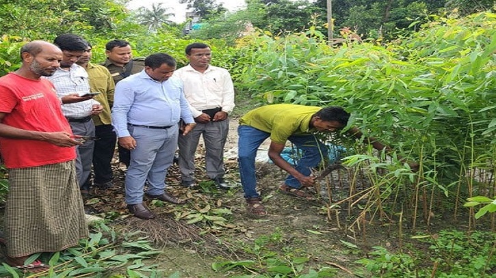নিষিদ্ধ ঘোষিত ইউক্যালিপ্টাসের চারা নিধন নিষিদ্ধ ঘোষিত ইউক্যালিপ্টাসের চারা নিধন