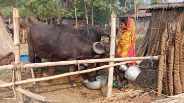 রাজশাহীর বাথানের ঐতিহ্য হারালেও মহিষ পালনে সম্ভাবনা