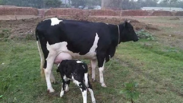 দুগ্ধবতী গাভীর দানাদার খাদ্য তালিকা
