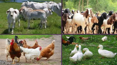 শীতকালে হাঁস-মুরগি, গরু-ছাগলের রোগ বালাই ও প্রতিকার