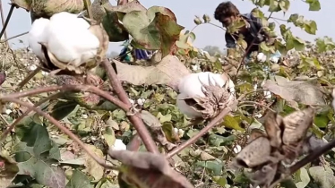 দৌলতপুরে শতকোটি টাকার তুলা চাষ