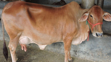 গরুর বাদলা রোগের লক্ষণ ও চিকিৎসা গরুর বাদলা রোগের লক্ষণ ও চিকিৎসা