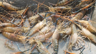 সমন্বিতভাবে নোনাপানির গলদা চিংড়ি চাষ করে সফল