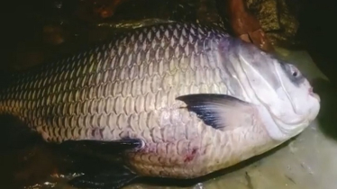 কর্ণফুলীতে কেচকি জালে ২৩ কেজি কাতল মাছ কর্ণফুলীতে কেচকি জালে ২৩ কেজি কাতল মাছ