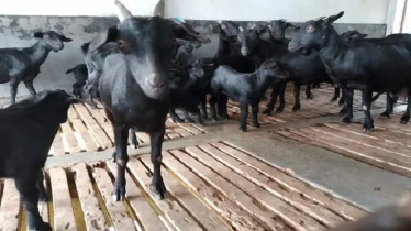 ছাগলের তড়কা রোগের লক্ষণ: প্রতিরোধ-প্রতিকার