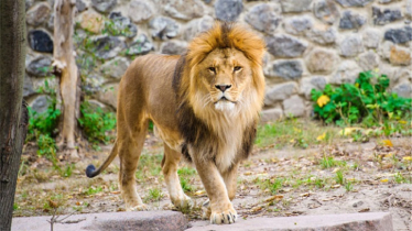 মিরপুর চিড়িয়াখানায় খাঁচা থেকে বের হওয়া সিংহকে পুনরায় খাচায় বন্দী