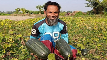 কুমিল্লায় আগাম চাষে বাঙ্গির মাঠে খুশির ঝিলিক