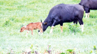 সাফারি পার্ক থেকে আনা নীলগাইয়ের পরিবারে নতুন অতিথি