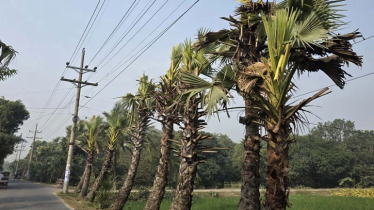 মরছে হাজারো গাছ, ভেস্তে গেছে সরকারের কোটি টাকার প্রকল্প