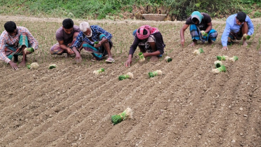 মানিকগঞ্জে পেঁয়াজের চারা রোপণ শুরু, লক্ষ্যমাত্রা ৭০ হাজার টন