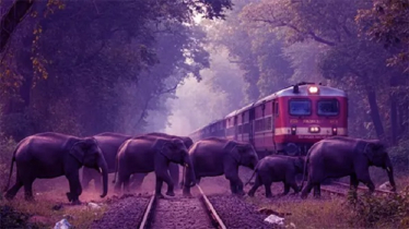 ট্রেনের ধাক্কায় ৭ হাতির মৃত্যু, ৫ বগি লাইনচ্যুত