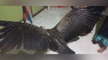 চট্টগ্রামে ‘হিমালয়ান গৃধিনী’ বিলুপ্তপ্রায় শকুন উদ্ধার করলো বন বিভাগ