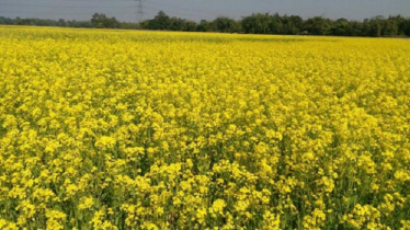 দিনাজপুরে দুহাজার হেক্টর জমিতে সরিষা চাষ অর্জিত