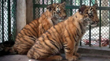 রংপুর চিড়িয়াখানায় বাঘের দুই শাবককে দেখতে দর্শনার্থীদের ভিড়